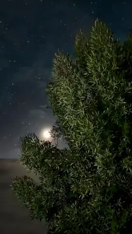 #بدون_موسيقى #نشر #186uae #شلات_طرب_شلات_قصايد_شلات_حب_شلات_ذووق🎶 #الامارات 