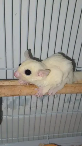 🥹#sugarglider #sugargliderlucu #sugargliderlovers #sugargliderloversindonesia 