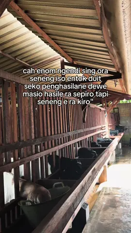 Alhamdulillah sitik akeh e di syukuri#kambingetawakaligesing #fyp #dimarfarm #dombatexel #peternakkambing 