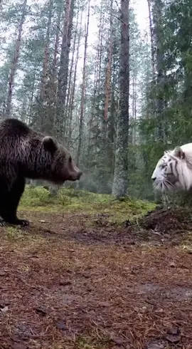White Tiger vs Bear in the Wild 😱🐻#fyp #foryou #foryoupage #tiktok #viral 