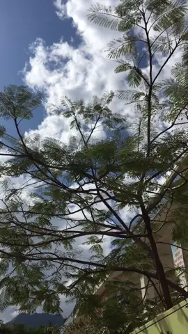 Nhiều con Phông Bạt cứ nghĩ mình làm Tướng, thực ra toàn bán Bướm nuôi thân 😂