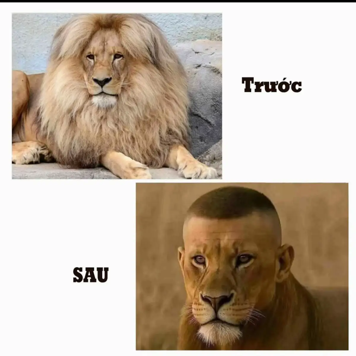 tim ii đừng xem chùa buon lắm aaa