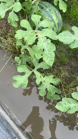 Dưa hấu mùa mưa bão #thiênvũ #watermelon