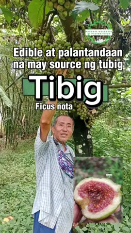 Ang Tibig (Ficus nota) ay family ng fig at nakakain. Nakasanayan na natin na iwasan ang puni na ito dahil sa sinasabi nila na hindi raw makakain. Ngunit ito ay maling pag-aakala lamang. Ang mga ibon at paniki ang syang nakikinabang dito. Kapag madalas ang tibig sa lugar ay may source ng tubig na malapit. Ang nakakain nito ay yung makatas sa loob dahil kung hindi ay mapakla at hindi masarap kainin. Ito ay may katamisan at pamatid uhaw na rin lalo kung ikaw ay nasa kagubatan. #naturalwellnessnipastorvitto #alonavitto #tibig #igos 