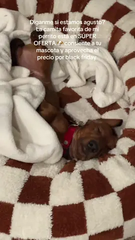 La mejor inversión de Manolo 🐶 #dogbed #tiktokshopblackfriday #tiktokshopcybermonday @Lesure Pet 