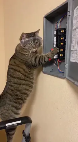 Who called the repairman? #cat #videoviral #sora2 #fyp 