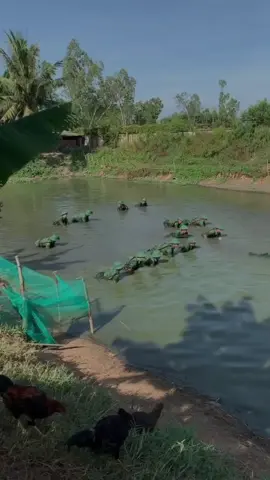 Thân anh làm lính làm sao dính tới con gái nhà quan 😢#fyp #xuhuong 