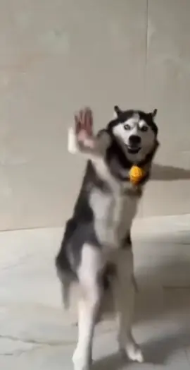 Husky dance daily 