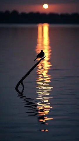 #انت الكاتب والمخرج لقصة حياتك فأبدع في كتابه كل فصل واستمتع بكل مشهد .. #🤎✨  #♡♡❥❥ 