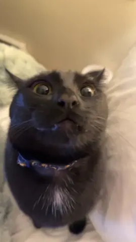 feeling evil tonight #void #blackcat #mavis #menace #kitty 