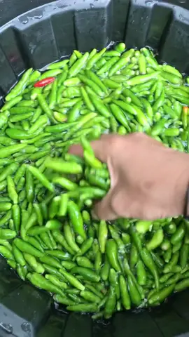 #ayamgeprek #cabeijo #umkmtangerang #kulinertangerang 