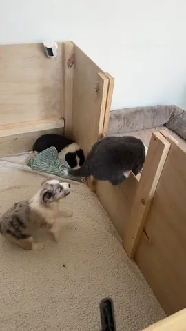 ❤️❤️son lo máximo! . . . . . . . #bordercollie #puppy #funny #puppiesoftiktok 