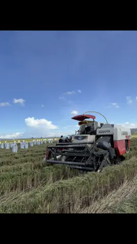 #kubotadc70plus #opratorcombine #opratorsulawesi #anakpetani🌾 #fypシ゚viral 