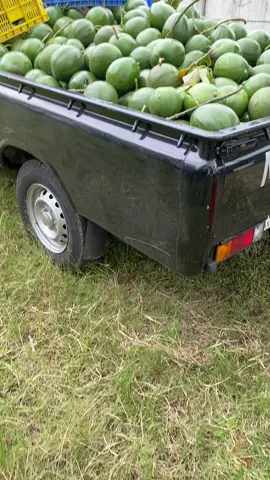 tak ready kan lagi#batu24jam #alpukatmentega #fypage 