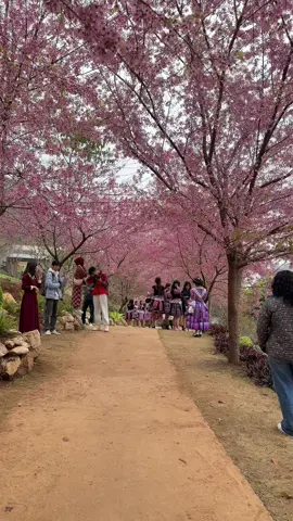 Mua hoa đang đến rất là gần rồi #munaufarm #motchutbinhyen🍀 #dulich #cafe #mocchau 