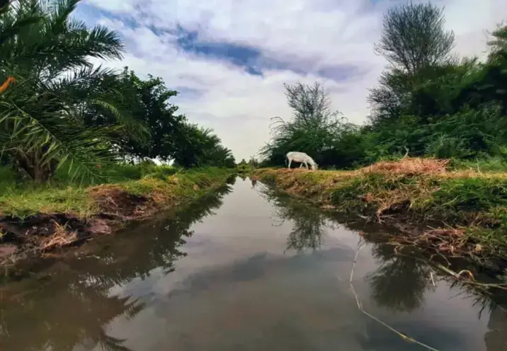 مرات بتتكسّر فيك حاجات ما لأنك غلطت لكن لأنك كنت نضيف زيادة عن اللزوم.🥹 بتترفض مش عشان فيك عيب لا والله  بتترفض عشان مميزاتك الكتيرة البتخلي البعض يحس إنك  كتير عليهم 🌺 الناس ما دائماً بتعرف تتعامل مع الصدق ولا بتستوعب الطيبة الحقيقية البتجي من قلب ما عنده غرض.✨ والحقيقة أنهُ ما كل زول ربنا أداهُ قلب زيك😇  ولا كل زول اتعوّد يشوف المحبة الصافية اللي ما فيها تمثيل ولا مصلحة. مرات محبتك بتكون أكتر من اللازم بتفيض على الطرف التاني لدرجة يخاف منها 🤐 يمكن يحس إنو ما قادر يبادلك نفس القدر من الإحساس يقوم بدل ما يعترف بعجزهُ  يختار يبعد ويقولوا ليك ما حصل نصيب  أو ما اتفاهمنا 🥲 لكن الحقيقة؟ إنك كنت أصدق من اللازم وهو ما قدر يستوعب الصدق دا وفي اللحظة دي بالذات. يقوموا يفتكروا  انه دي  مبالغة  أو تعلّق زيادة  لكن في الحقيقة إنت ما غلطان😉 إنت بس مختلف وربنا زرع فيك مشاعر نادرة محبة حقيقية ما فيها غرض وعطاء ما منتظر مقابل. وبرضو وارد تكون أديت فوق طاقتهُ  حب واهتمام ودعم أكتر من الحصل عليه في حياته كلها. فبدل ما يشكرك خاف منك خاف من الإحساس الجديد البتقدمو ليه.❤️‍🩹 الناس مرات بتخاف من الحب الحقيقي من الشخص البينظر ليهم بعين ما بتشبه العيون التانية. عشان كدا… ما تلوم نفسك🫡 وما تظن إنك السبب في كل مرة العلاقة ما بتكمل. الصدق البجري في دمك والنية البتنبت فيك خير والحنية البتغمر الناس  دي ما نقمة دي نعمة 🥹 بس محتاجة ناس قلوبهم زي قلبك😊 خلي يقينك بالله كبير . لأنو الزول البيرفضك اليوم عشان طيبتك  حيجي يوم و تُختار عشان نفس الطيبة دي ❤️ #أبسط_حاجة_أكبر_فرحة💙 #خوطر_للعقول_الراقيه❤ #الخير_في_كل_تفصيل_صغير🌸 #خواطر_سودانيه🇸🇩🔥 #كلام_يفتح_النفس✨ 