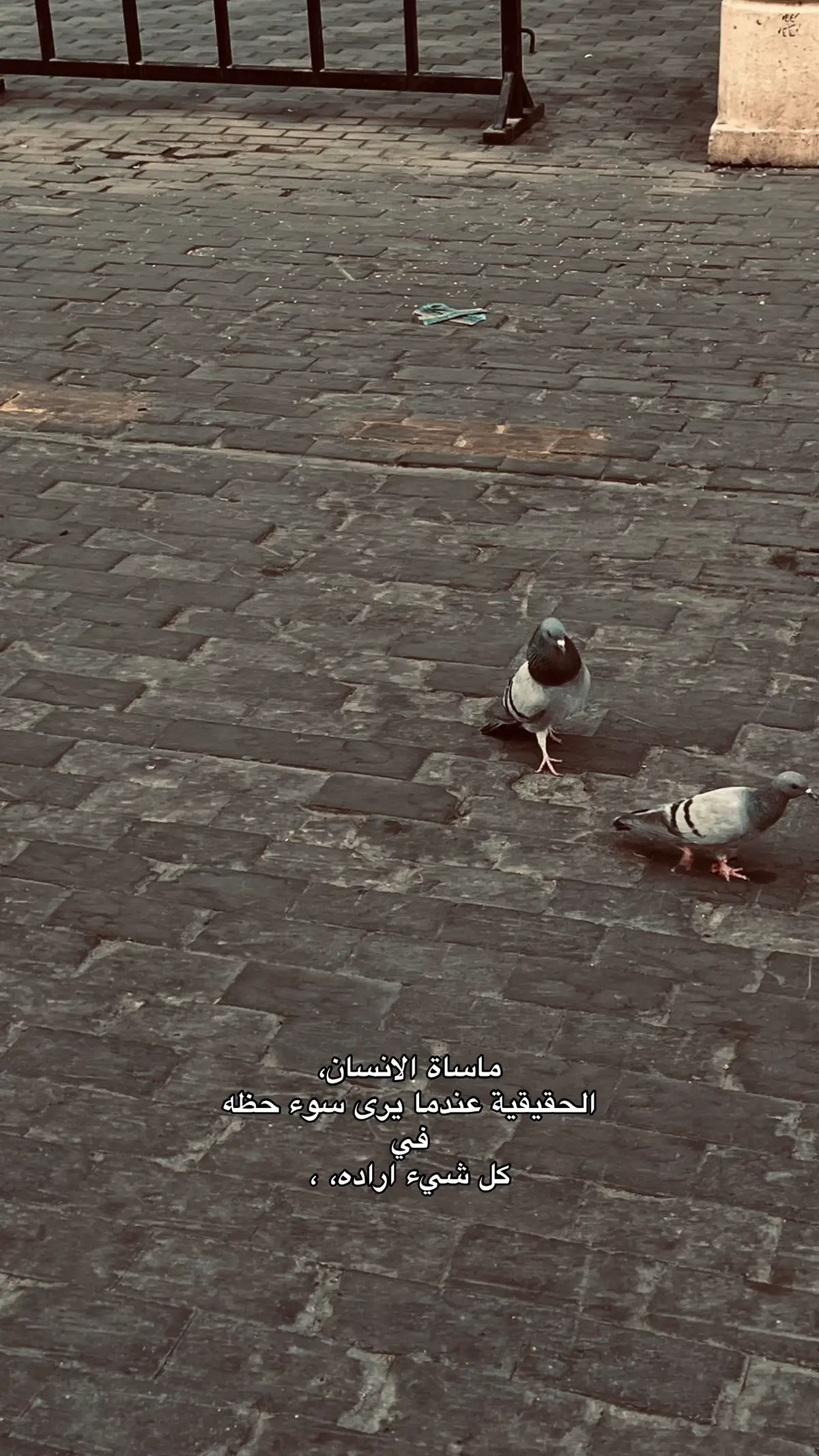 #viral #fyp #foryou #foryoupage #الضلوعيه 