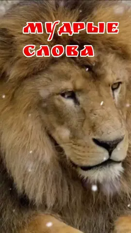 #жизнь #цытаты #мудрыеслова #словасосмыслом #задумайсянадэтимисловами 