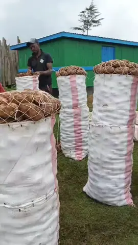 #goviral #foryou #beutifullbirds #agriculture #kenyafarmers 