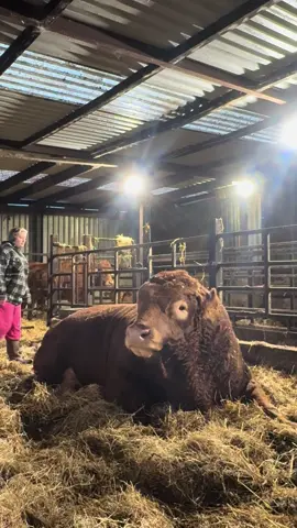 Good Morning Big Fella  #bigfella #bigbull #bull #fyp #foryou 