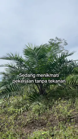 Kerja semaunya,pulang sesukanya😅#sawit #sawitontiktok 