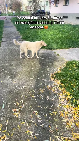 Nu pot să-i mai hrănesc în curte din cauza găinilor! #catsoftiktok #pisicitiktok #pentrupisici #straycats #pisici 