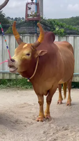 อาวุธพร้อมแล้วคับ 15นี่คู่4มี่คำตอบคับ💯🫶#ลังสาดสิงห์ตะวันฉาย #ไกรทอง #ค่ายโคสิงห์ป่าพลา 