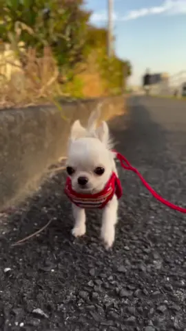 Featuring • 3baka_stagram  #chihuahua #chihuahuapuppy #puppy