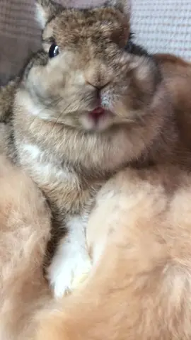 #กินแซ่บเยย😍#แต่สงสารมะจูนิดหน่อย😆#มะเฟืองเองค่ะ🐰 #สัตว์เลี้ยงของฉัน #น่ารักที่สุด 