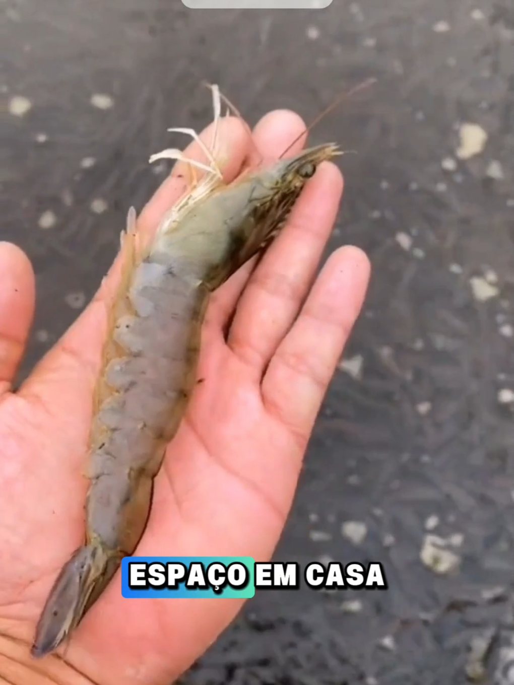 Quer aprender a criar camarão em casa de forma simples e sem complicação? No Projeto Camarão, você recebe videoaulas práticas, o passo a passo da montagem, como ajustar a água, a tabela de alimentação e tudo que precisa pra manter a criação saudável. Você ainda ganha fornecedores de larvas de camarão já testados e tem acompanhamento de especialista pra não errar no processo. Se quiser começar pequeno ou montar um projeto maior, é só acessar o link do perfil. 🦐💧