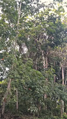 #kphgank🚀 #komorodindonesia #suprabapak #4u #lewatberandafyp 