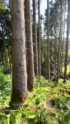 #alexutuforestierul #romania🇷🇴😢🤔😨 #iubimnatura😍liniste😊iubire❤ #iubireadedumnezeu❤️❤️ #vorbeadevarate😉♥️ 