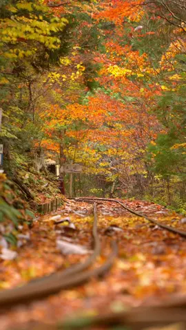 📍赤沢自然休養林【長野】 Akasawa Natural Recreation Forest - Nagano  もみじのトンネルを抜けてくるトロッコ列車が美しすぎました🍁 The trolley train passing through the maple tunnel was so beautiful! 🍁 Camera: SONY ZV-E1 / FE35mm F1.4 GM , FE24-70 F2.8 GM Gimbal : DJI RS4 More reels🎥: @howell.wakayama  I'm videographer in Wakayama, Japan ______________ #Japan #japantravel #japantrip #torii #japanese    