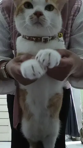 iiyyoooooo💃💃💃#catlover #catsoftiktok #catdance #cat #foryoupage❤️❤️ 