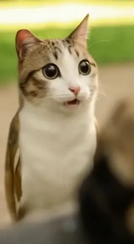 КОТОСОВА ПРОТИВ МОПСИКА @Те самые пластинки LOOP #котосова #мопс 