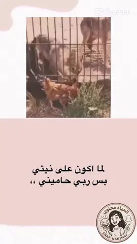 #الحياة_محتوى 