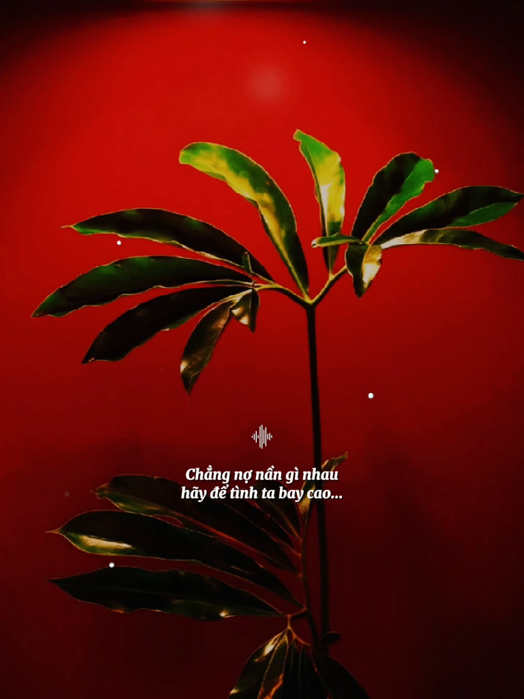 Người vừa tặng ta vết thương đau ngọt ngào... [ Vết Thương Cuối Cùng Blues Rock ] #vethuongcuoicung  #nhacbuontamtrang  #tramcamxuc💔  #maucapcut  #phonhac 