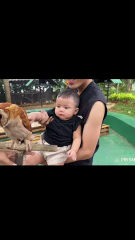 cuss ke yt celiboy elzhard sedang melihat binatang#elzhard #celiboy #kayes #masyaallahtabarakkallah #bayilucu 