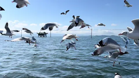 #အင်းတော်ကြီးသူ🥰 