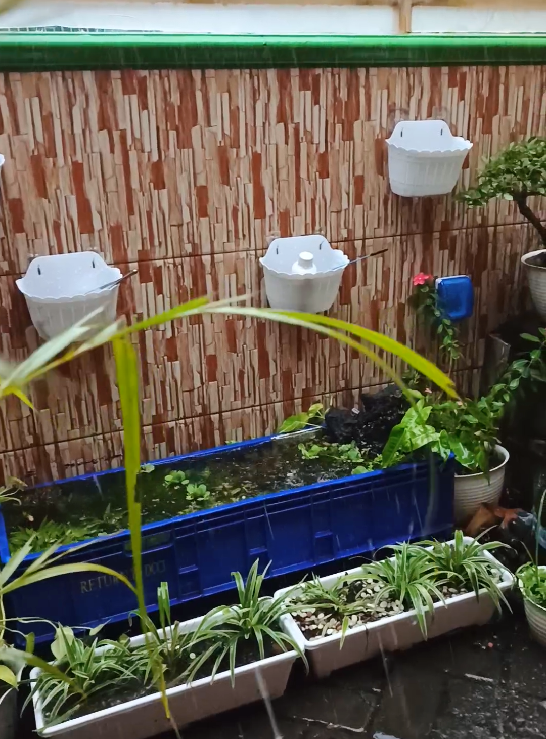 Rain ... #kolamikan #minipond #minipondmolly #mollyfish #aquascapeindonesia 