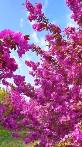 #creatorsearchinsights #islamic_videos #subahanallah 