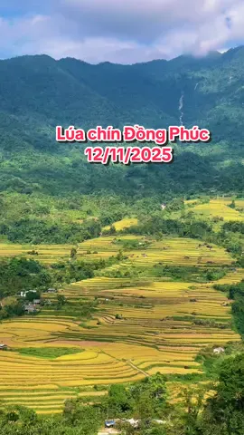 Cập nhật lúa chín tại Đồng Phúc ngày 12/11/2025. Tuần lễ chiêm ngưỡng lúa chín chỉ còn vài ngày nữa thôi, nếu lỡ hẹn phải chờ đến sang năm đó nha 😊#ruongbacthang #đồngphúc #backan #xuhuong #montrenbanmay 