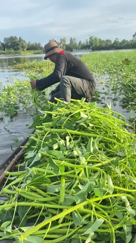 #សួស្តីបងប្អូនទាំងអស់គ្នា🤗🥀🙆 #សួស្តី #ស្រលាញ់ការរាប់អាន🔰🚥🚚🔰 