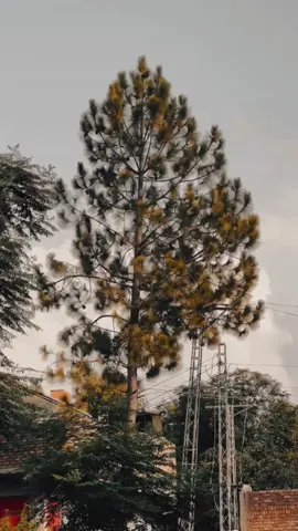 حیران په دی یم بی وفا هم نه یو دمور او پلاره بی دعا هم نه یو ❤️‍🩹#zaryalkhan #poshtopoetry💔🥀💯 #for_you_page #viral_video_tiktok #CapCut 