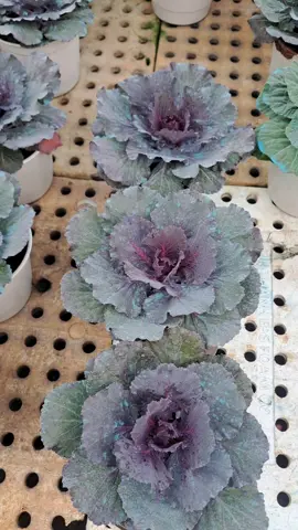 Hoa Bắp cải. Bắp cải hoa hồng