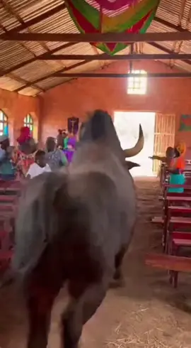 #benintiktok🇧🇯 #vaudou #vaudouhaitiens #haitiantiktok🇭🇹 #vaudouhaitiens 