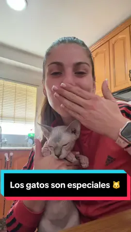 Los gatos son animales especiales y las personas que los amamos también 🐱❤️ #gatossphynx #gatos #amorgatos #amoranimales #curiosidadesgatos 
