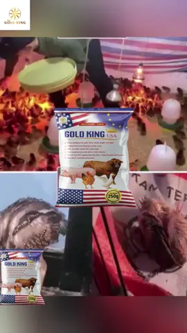 Gold King USA – Suplemen Organik Cepat Besar & Tambah Berat Semua Haiwan #goldkingusa #AyamCantik #GrowUniform #PenternakPro #farmhousemalaysia 