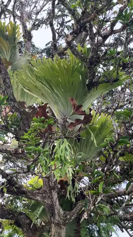 Indah sekali dan spora sudah mateng 1 tahun kemudian banyak lagi di alam #platyceryumwandae 