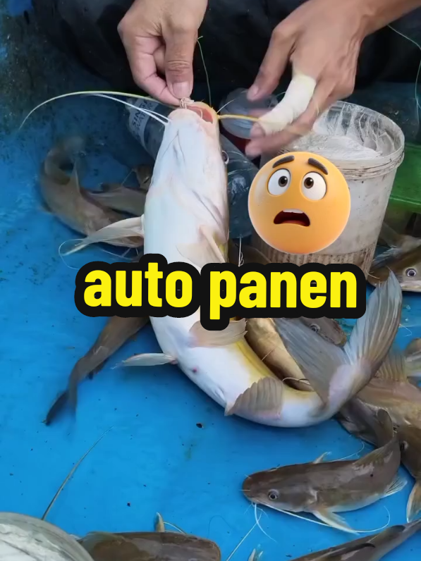 umpan anti boncos, auto panen #mancingliar #umpankucur #baung #mancing #sorotanpublik 